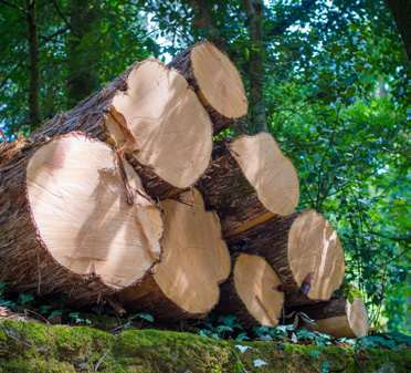 WOOD IS STILL KING IN ZIMBABWE’S CONSTRUCTION INDUSTRY!